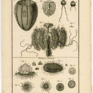 Antieke prent-WEEKDIEREN-MOLLUSCA-ZEANEMOON-PLAAT 90-Benard-Panckoucke-1793