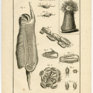 Antieke prent-WEEKDIEREN-MOLLUSCA-ZEANEMOON-PLAAT 74-Benard-Panckoucke-1793