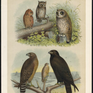 Korte Oren Uil Gevlekte Uil Red Screech Hawk Buzzard Jaspis 1878