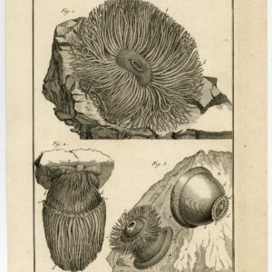 Antieke prent-WEEKDIEREN-MOLLUSCA-ZEANEMOON-PLAAT 73-Benard-Panckoucke-1793