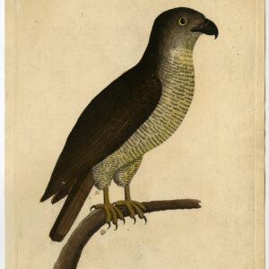 Europese Honingbuzzard Pernis Apivorus Albin 1731