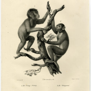 Antieke Prent-AAP-AAP-ORANG UTAN-CHIMPANSEE-PL 25-Schinz-De Visser-1845