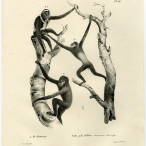 Antieke Prent-APE-MONKEY-SIAMANG-GEEL GIBBON-PL 26-Schinz-De Visser-1845