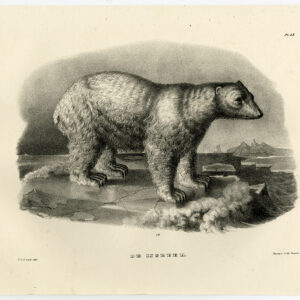 Antieke Prent-POLAR BEAR-PL 53-Schinz-De Visser-1845