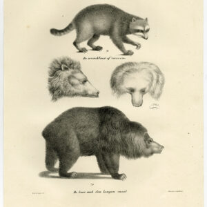 Antieke prent-BEER-RACOON-PL 56-Schinz-De Visser-1845