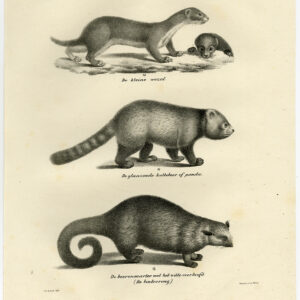 Antieke prent-PANDA-WEASEL-BINTURONG-MARTEN-PL 59-Schinz-De Visser-1845
