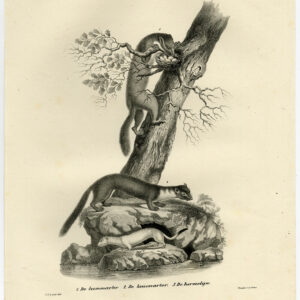 Antieke prent-PIJNEN MARTEN-STEEN-BEUKEN-STOAT-PL 60-Schinz-De Visser-1845