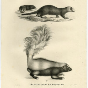 Antieke prent-SKUNK-EURAZIAN OTTER-PL 61-Schinz-De Visser-1845