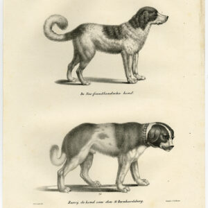 Antieke prent-NEWFOUNDLAND DOG-ST BERNARD-PL 62-Schinz-De Visser-1845