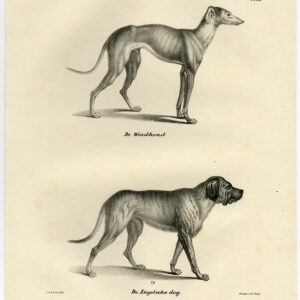 Antieke prent-SIGHTHOUND-ENGELSE HOND-PL 63-Schinz-De Visser-1845
