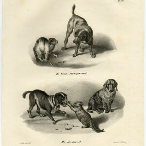 Antieke prent-TECKEL-BRAQUE-WIJZENDE RAS-DOG-PL 65-Schinz-De Visser-1845