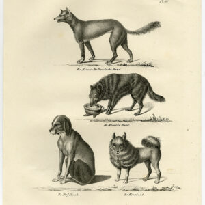 Antieke Prent-HERDER-HERDING-KEESHOND-BRAQUE-DOG-PL 66-Schinz-De Visser-1845