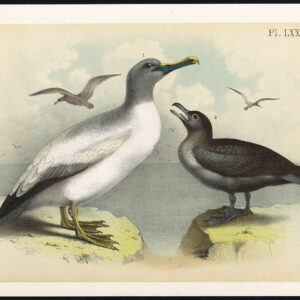 Gele Nosed Albatross Gewone Skua Jasper 1878