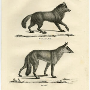 Antieke prent-ZWART WOLF-GRIJS-CANIS LUPUS-DOG-PL 67-Schinz-De Visser-1845