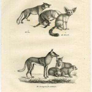 Antieke prent-FOX-ZERDA-JACKAL UIT SENEGAL-PL 68-Schinz-De Visser-1845