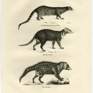 Antieke prent-GENET-CIVETCAT-BARBARY-PL 69-Schinz-De Visser-1845