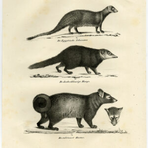 Antieke Prent-EGYPTISCHE MONGOOSE-PL 70-Schinz-De Visser-1845