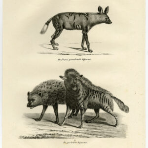 Antieke Prent-GESPOT HYAENA-PL 72-Schinz-De Visser-1845