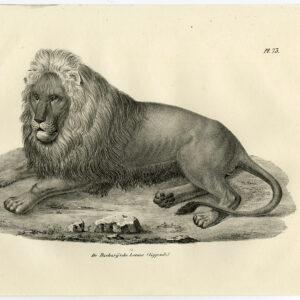 Antieke prent-LION-PL 73-Schinz-De Visser-1845