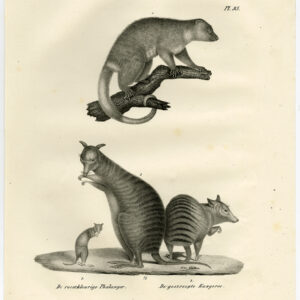 Antieke Prent-PHALANGER-GESTREEPTE KANGOOE-PL 93-Schinz-De Visser-1845