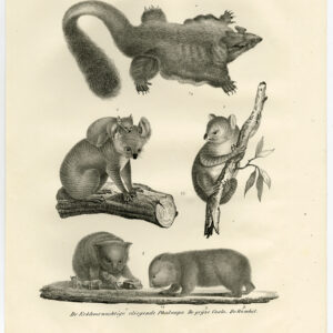 Antieke prent-PHALANGER-KOALA-WOMBAT-FLYING SQUIRREL-PL 94-Schinz-De Visser-1845