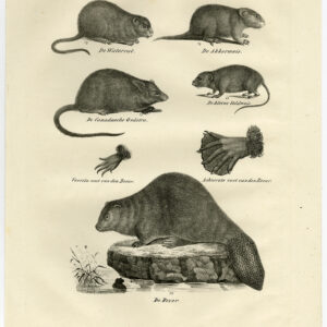Antieke Prent-BRUINE RAT-MUSKRAT-BEVER-HALENMUIS-PL 96-Schinz-De Visser-1845