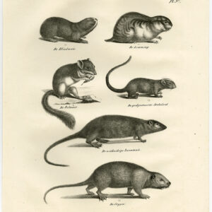 Antieke Prent-KNaagdieren-COYPU-LEMMING-MUIS-DORMOUSE-PL 97-Schinz-De Visser-1845