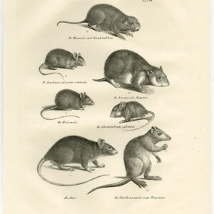 Antieke Prent-KNaagdier-RAT-EUROPESE HAMSTER-MUIS-PL 98-Schinz-De Visser-1845