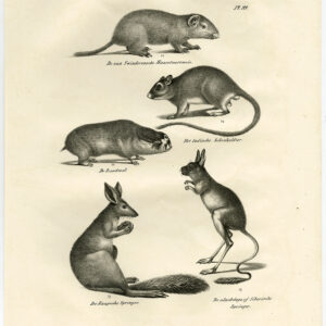Antieke Prent-KNaagdier-MOLE-SPRINGHARE-SIBERIAN JERBOA-PL 99-Schinz-De Visser-1845