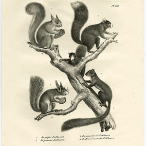 Antieke prent-KNaagdieren-BRAZILIAN EEKHOORN-GRIJS-PL 100-Schinz-De Visser-1845