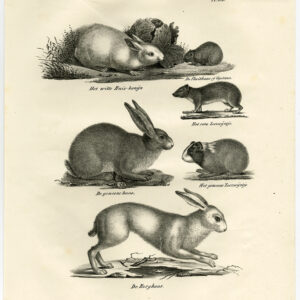 Antieke prent-BERGHAAS-KONIJN-OCHOTONA-RODENT-PL 103-Schinz-De Visser-1845
