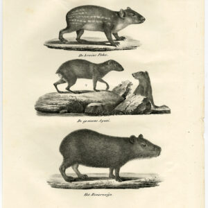 Antieke prent-PACA-AGOUTI-CAPYBARA-PL 104-Schinz-De Visser-1845