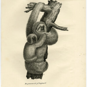 Antieke prent-COMMON SLOTH-AI-PL 105-Schinz-De Visser-1845