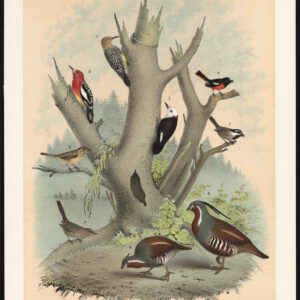 Specker Flycatcher Spotted Sparrow Quail Wren Jasper 1878