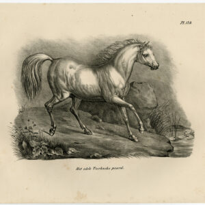Antieke Prent-TURKSE PAARDPLAAT 124-Schinz-De Visser-1845