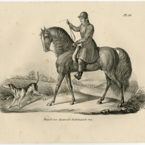 Antieke prent-ANDALUSISCH PAARD-PURE SPAANSE-PLAAT 125-Schinz-De Visser-1845