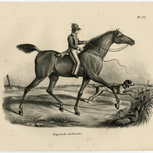 Antieke Prent - ENGELS RACEHORSE - VOLbloed-PLAAT 127 - Schinz - De Visser - 1845