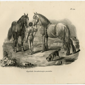 Antieke prent-ENGELSE KOLENMIJN PAARD-PLAAT 130-Schinz-De Visser-1845