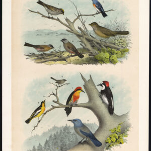 Lazuli Finch Californi Specker Oriole Blue Crow Jaspis 1878