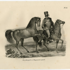 Antieke prent-HONGAARSE PAARDPLAAT 131-Schinz-De Visser-1845