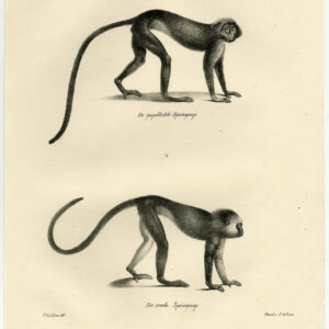 Antieke Prent - AAP - KOPERIGE TITI-PLAAT 27 - Schinz - De Visser - 1845