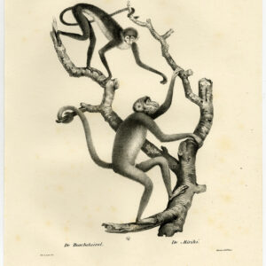 Antieke Prent-RED FACED SPIDER MONKEY-MIRIKI-PLAAT 31-Schinz-De Visser-1845