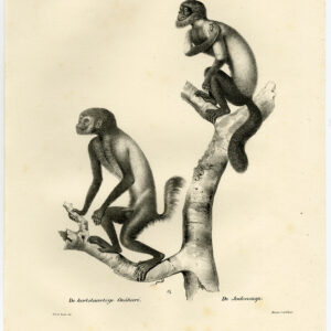 Antieke Prent - AAP - UAKARI - PLAAT 33 - Schinz - De Visser - 1845