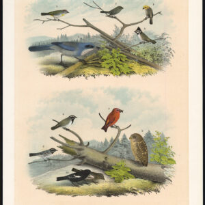 Bergzanger Mees Jay Crossbill Whitney'S Owl Jaspis 1878