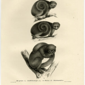 Antieke Prent-HONINGBEER-KINKAJOU-BORD 40-Schinz-De Visser-1845