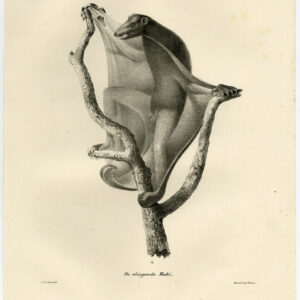 Antieke Prent - VLIEGENDE LEMUR-BORD 41 - Schinz-De Visser - 1845