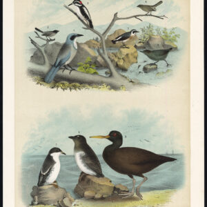 Specker Oystercatcher Stone Chat Water Ouzel Jay Jasper 1878