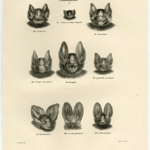 Antieke Prent-BAT SOORT-PLAAT 48-Schinz-De Visser-1845
