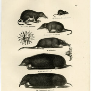 Antieke prent-EUROPESE MOLE-SHREW MUIS-PLAAT 51-Schinz-De Visser-1845
