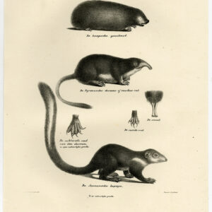 Antieke prent-CAPE GOLDEN MOLE-DESMAN-BOOMSCHREW-PLAAT 52-Schinz-De Visser-1845